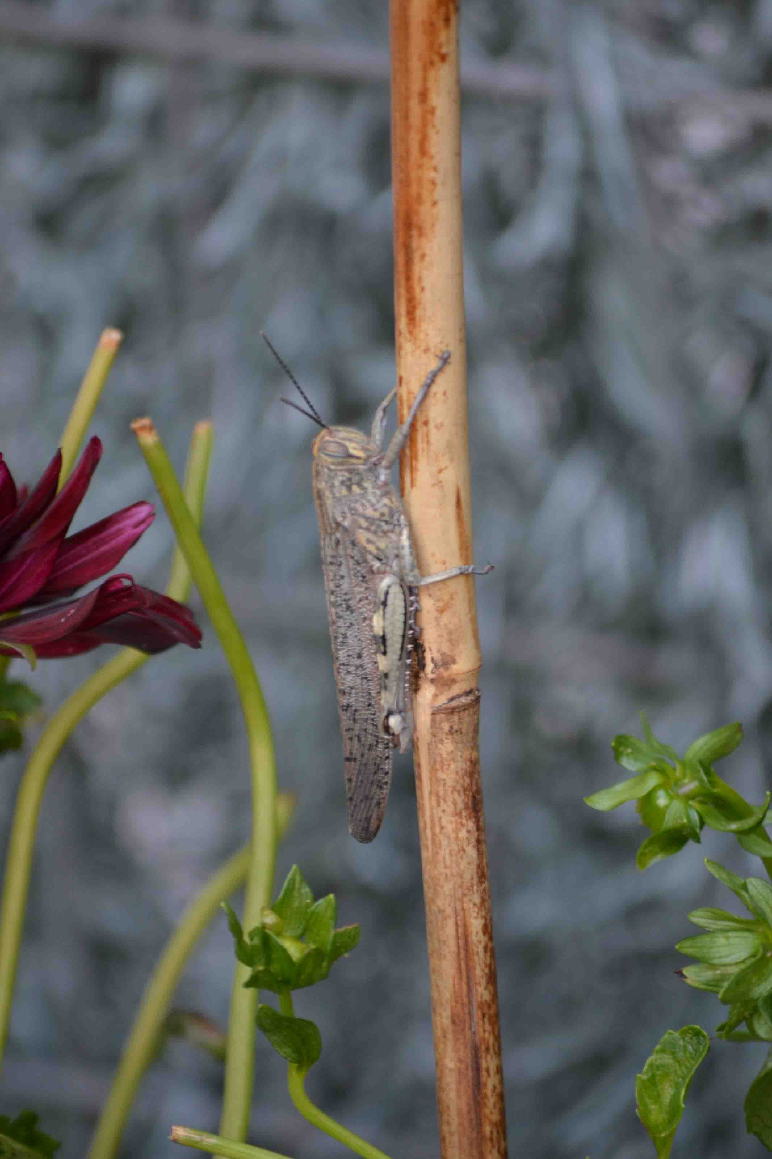 [Foto de planta, jardin, jardineria]