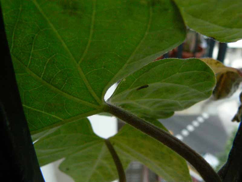 [Foto de planta, jardin, jardineria]