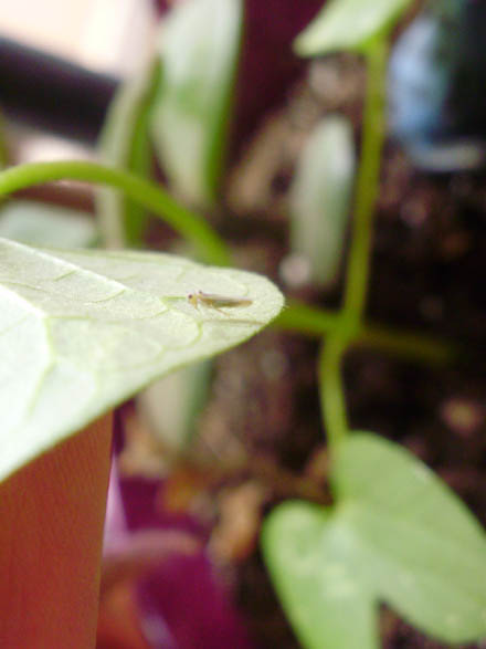 [Foto de planta, jardin, jardineria]