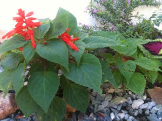 [Foto de planta, jardin, jardineria]