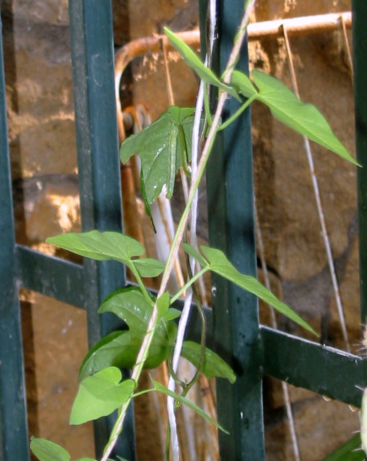 [Foto de planta, jardin, jardineria]