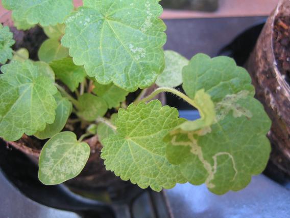 [Foto de planta, jardin, jardineria]