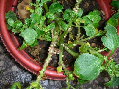 [Foto de planta, jardin, jardineria]