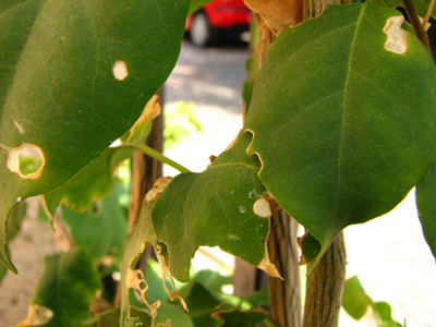 [Foto de planta, jardin, jardineria]