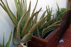 [Foto de planta, jardin, jardineria]