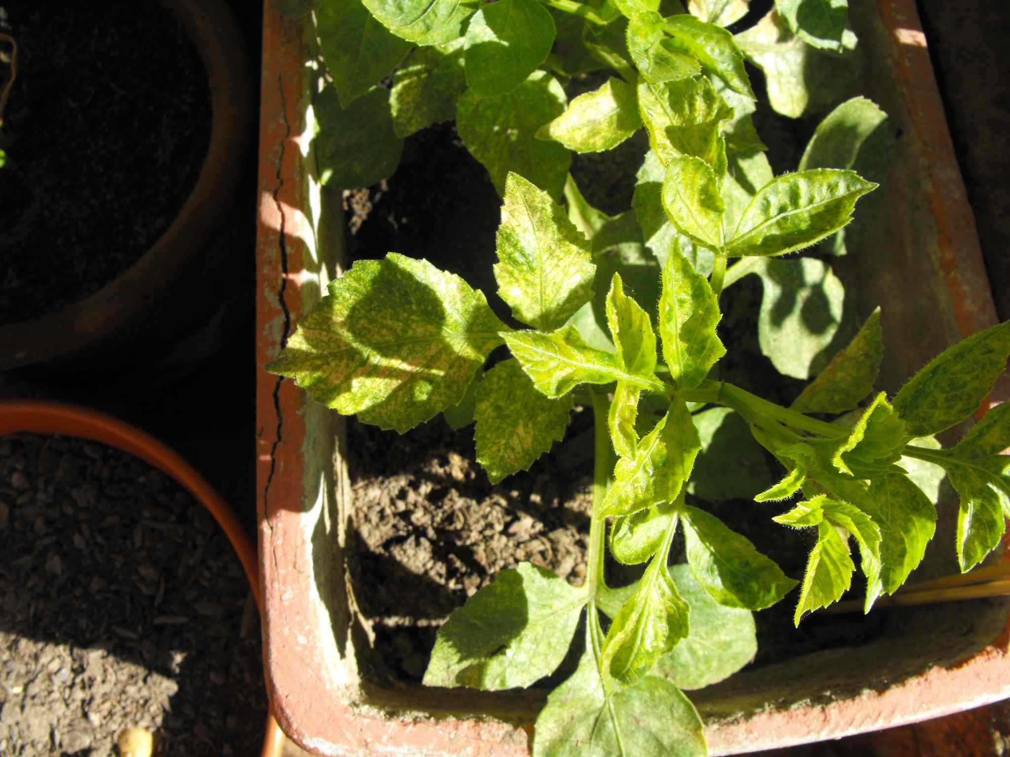 [Foto de planta, jardin, jardineria]