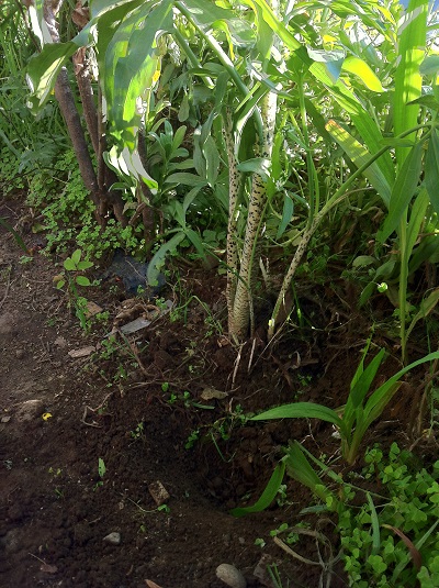 [Foto de planta, jardin, jardineria]