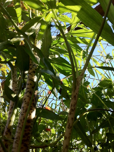 [Foto de planta, jardin, jardineria]