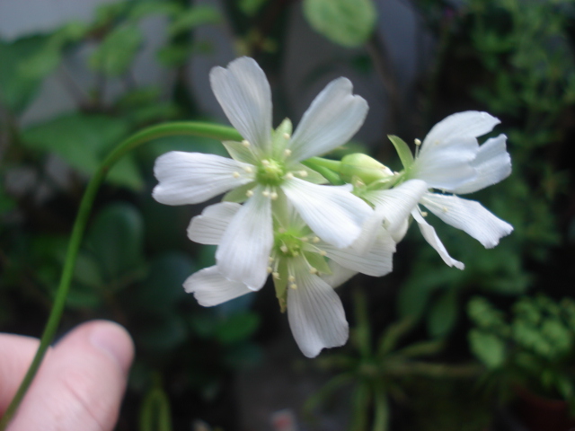 [Foto de planta, jardin, jardineria]