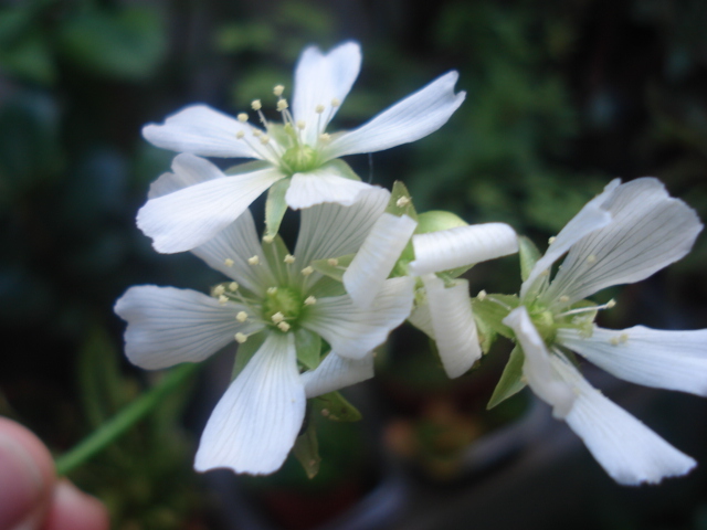 [Foto de planta, jardin, jardineria]