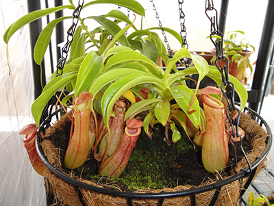 [Foto de planta, jardin, jardineria]