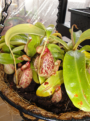 [Foto de planta, jardin, jardineria]