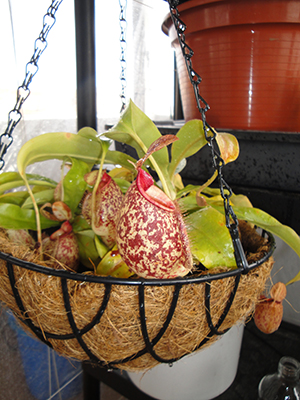 [Foto de planta, jardin, jardineria]