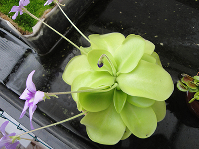 [Foto de planta, jardin, jardineria]