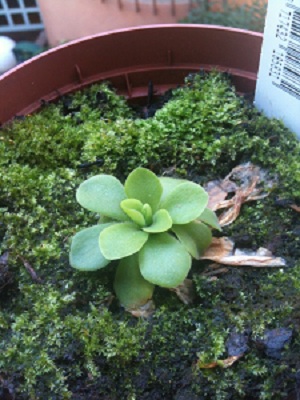 [Foto de planta, jardin, jardineria]