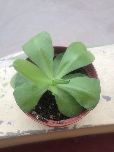 [Foto de planta, jardin, jardineria]