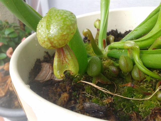 [Foto de planta, jardin, jardineria]