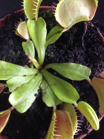 [Foto de planta, jardin, jardineria]