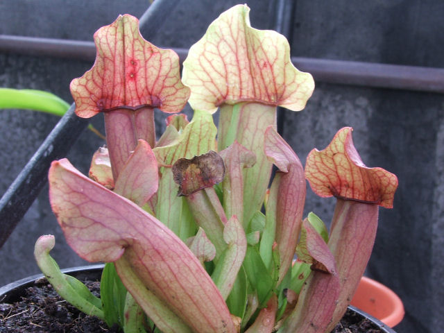 [Foto de planta, jardin, jardineria]