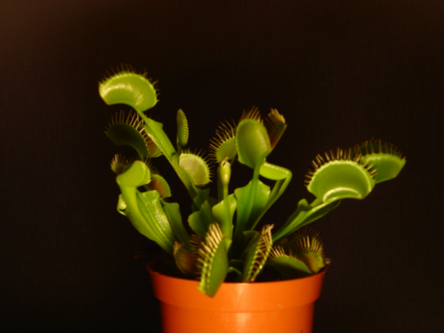 [Foto de planta, jardin, jardineria]