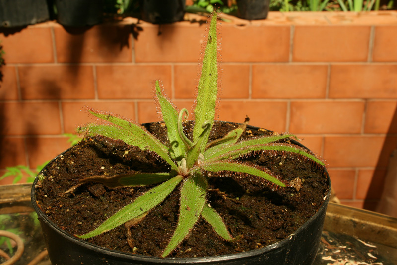 [Foto de planta, jardin, jardineria]