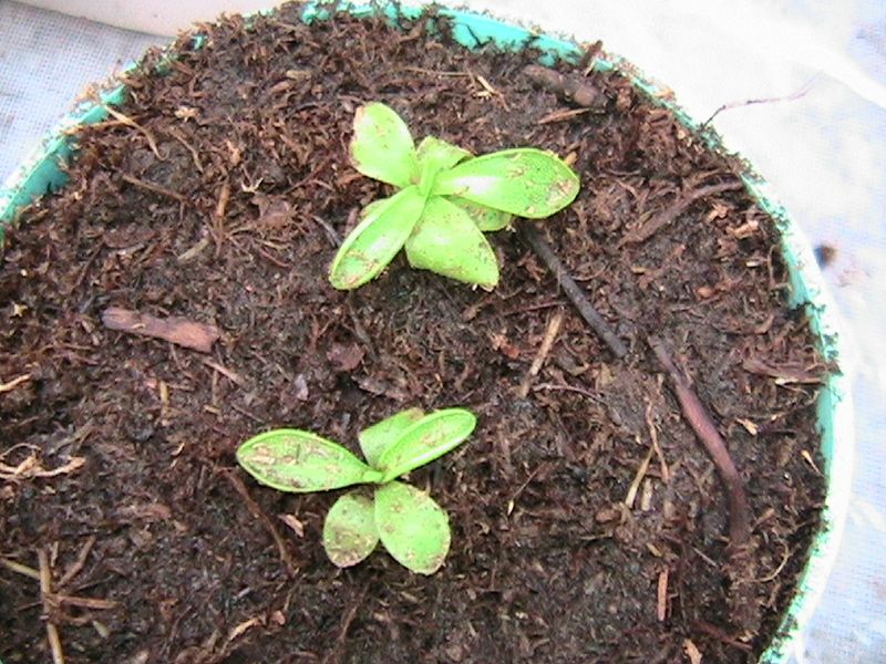 [Foto de planta, jardin, jardineria]