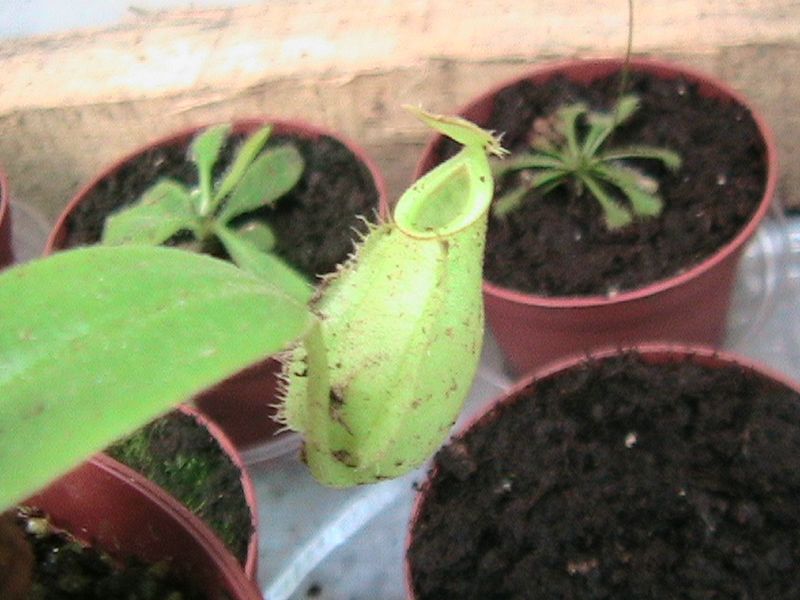 [Foto de planta, jardin, jardineria]