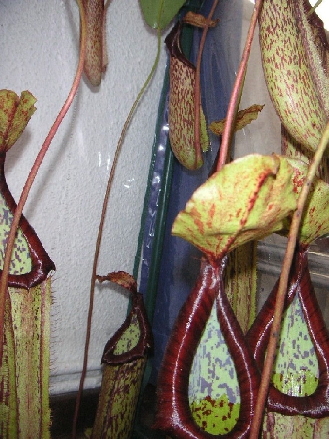 [Foto de planta, jardin, jardineria]