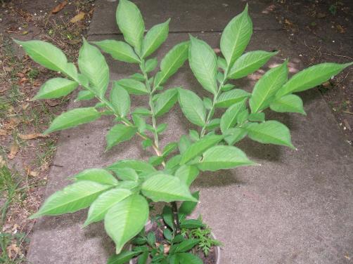 [Foto de planta, jardin, jardineria]