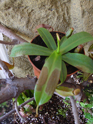 [Foto de planta, jardin, jardineria]