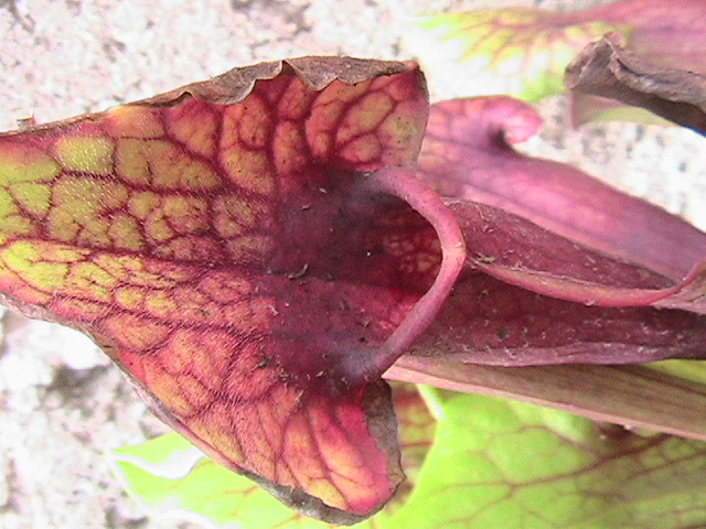 [Foto de planta, jardin, jardineria]