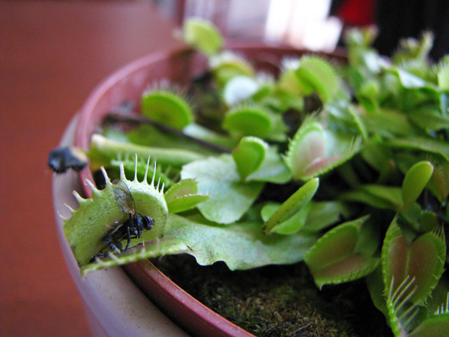 [Foto de planta, jardin, jardineria]