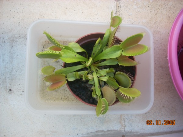 [Foto de planta, jardin, jardineria]