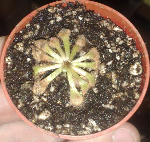 [Foto de planta, jardin, jardineria]
