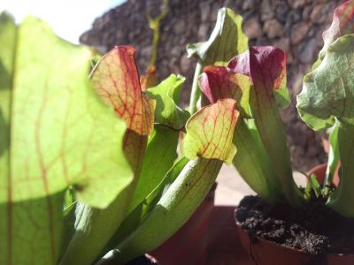 [Foto de planta, jardin, jardineria]