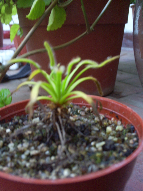 [Foto de planta, jardin, jardineria]