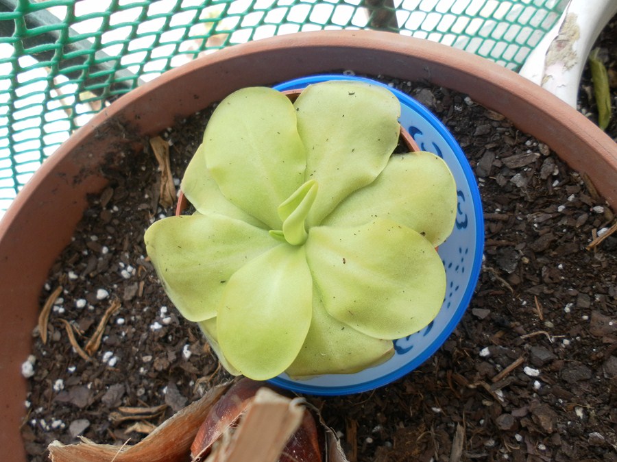 [Foto de planta, jardin, jardineria]