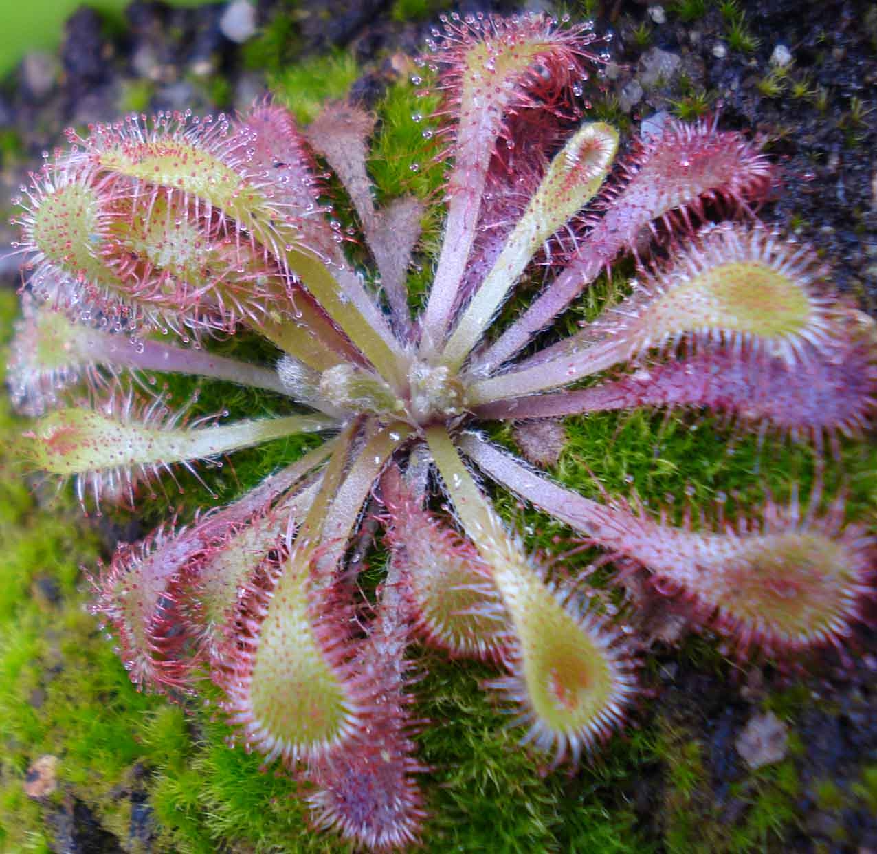 [Foto de planta, jardin, jardineria]