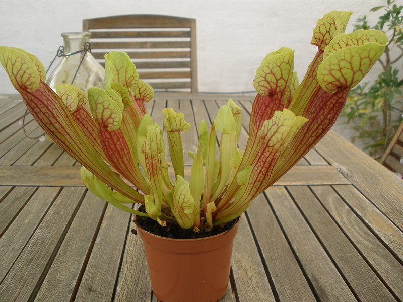 [Foto de planta, jardin, jardineria]