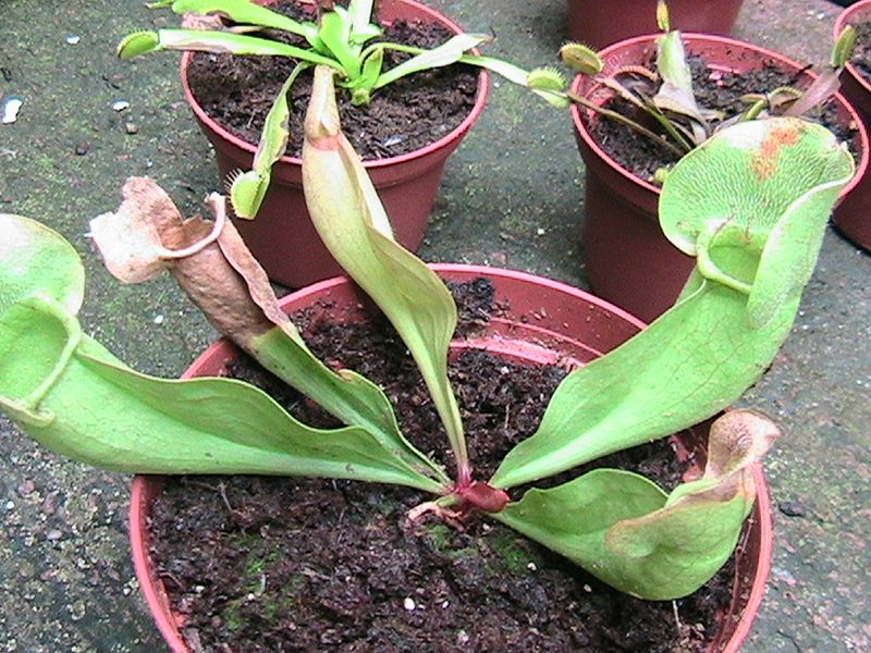[Foto de planta, jardin, jardineria]