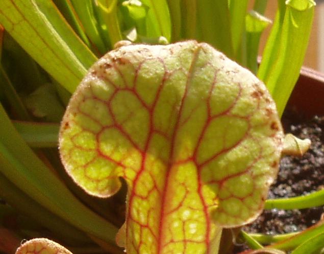 [Foto de planta, jardin, jardineria]