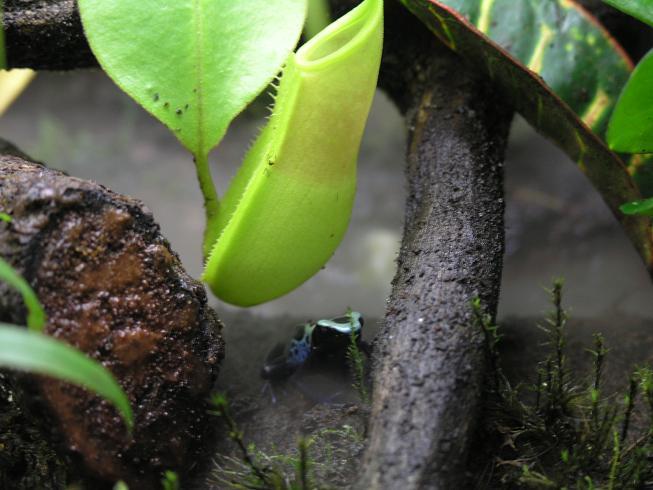 [Foto de planta, jardin, jardineria]