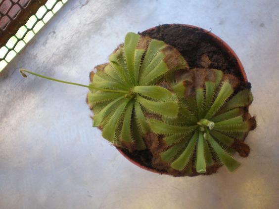 [Foto de planta, jardin, jardineria]