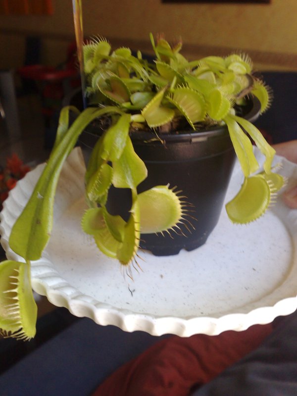 [Foto de planta, jardin, jardineria]