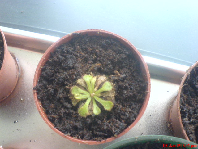 [Foto de planta, jardin, jardineria]