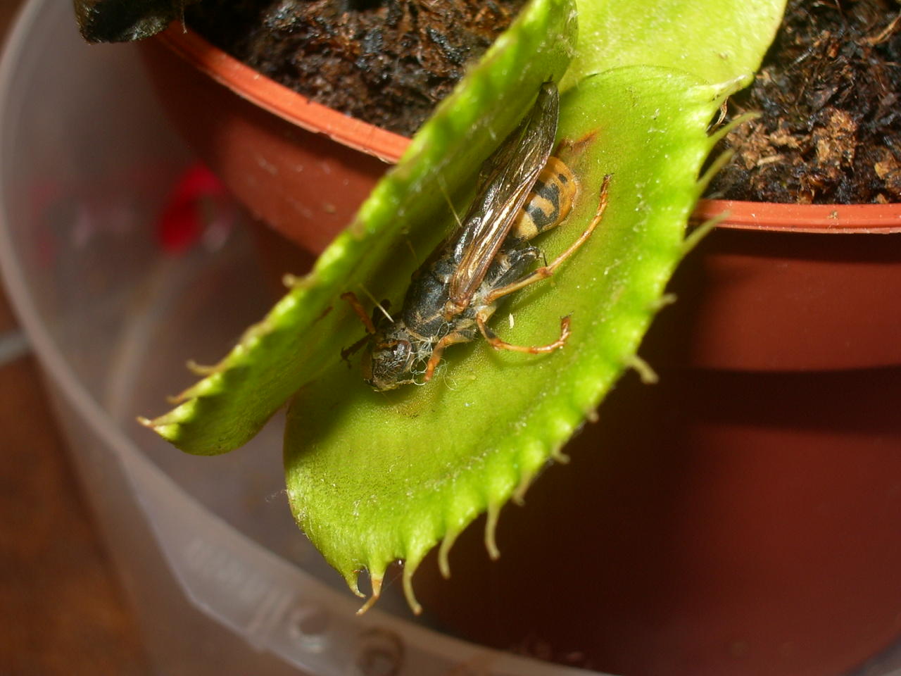[Foto de planta, jardin, jardineria]