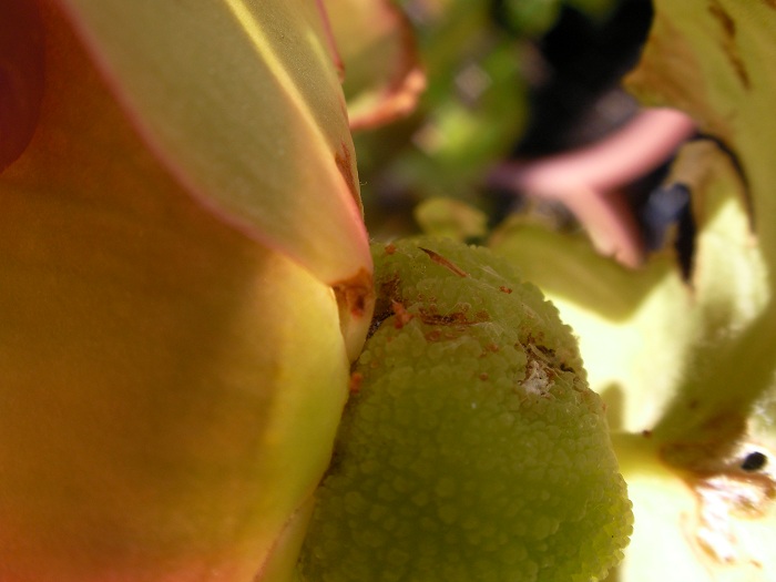 [Foto de planta, jardin, jardineria]