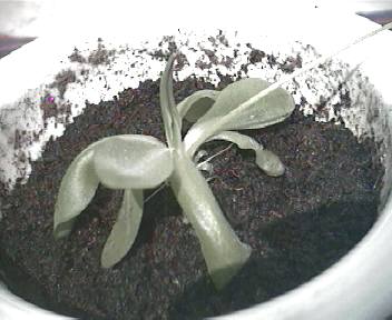 [Foto de planta, jardin, jardineria]