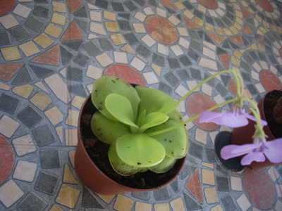 [Foto de planta, jardin, jardineria]
