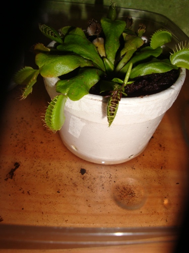 [Foto de planta, jardin, jardineria]